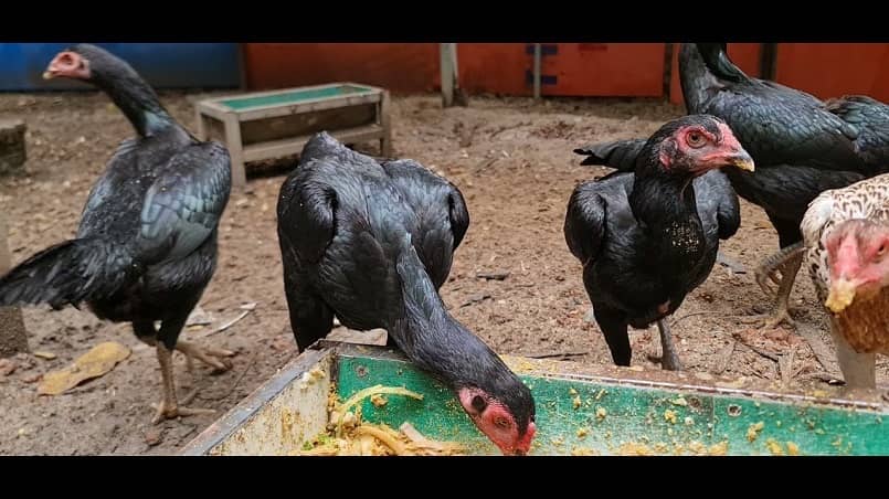 Gà Shamo là chiến kê dũng mãnh Gà Shamo là chiến kê dũng mãnh