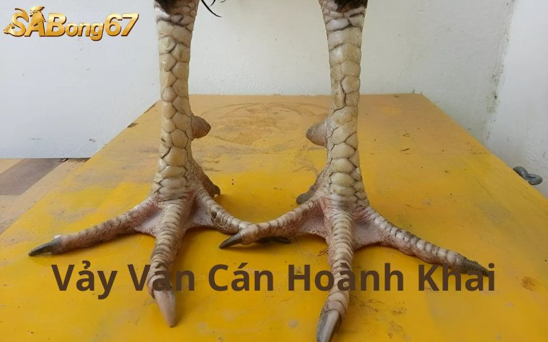 Tìm hiểu về vảy vấn cán hoành khai Tìm hiểu về vảy vấn cán hoành khai