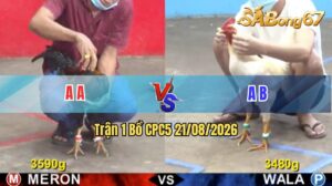 Trận 1 CPC5 21/08/2026 – Gà Xanh Đá Cựa Đâm Như Cái Máy Dập