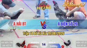 Trận 14 Xà Xía 19/08/2026 – Anh Biện Số 20 Làm Thịt Anh Hải BT