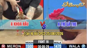 Trận 16 CPC2 25/08/2026 – Anh Khoa Râu Đối Đầu Với Anh Trí Gà Tre