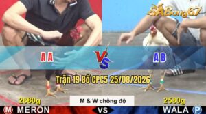 Trận 19 CPC5 25/08/2026 – Gà Xanh Đá Gà Đỏ Lên Bờ Xuống Ruộng