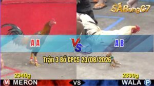 Trận 3 CPC5 23/08/2026 – Gà Đỏ Đá Gà Xanh Lên Bờ Xuống Ruộng