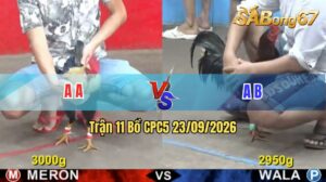 Trận 11 CPC5 23/09/2026 – Gà Đỏ Đá Gà Xanh Lên Bờ Xuống Ruộng
