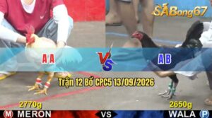 Trận 12 CPC5 13/09/2026 – Gà Đỏ Đá Cựa Đâm Dính Như Keo