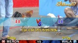Trận 13 CPC5 19/09/2026 – Gà Đỏ Không Cho Gà Xanh Cơ Hội Nào