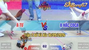 Trận 2 Xà Xía 10/09/2026 – Anh Hắc Coca Không Cho Anh Tư Cơ Hội Nào