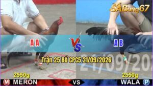 Trận 25 CPC5 21/09/2026 – Gà Xanh Đá Đâm 1 Chân Cựa Chí Mạng
