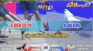 Trận 25 Xà Xía 21/09/2026 – Anh Lít Sóc Xoài Gặp Anh Hương C.Bàng
