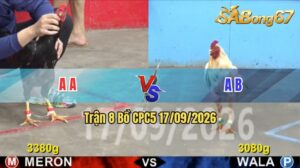 Trận 8 CPC5 17/09/2026 – Gà Xanh Cứ Nhấc Chân Là Có Cựa